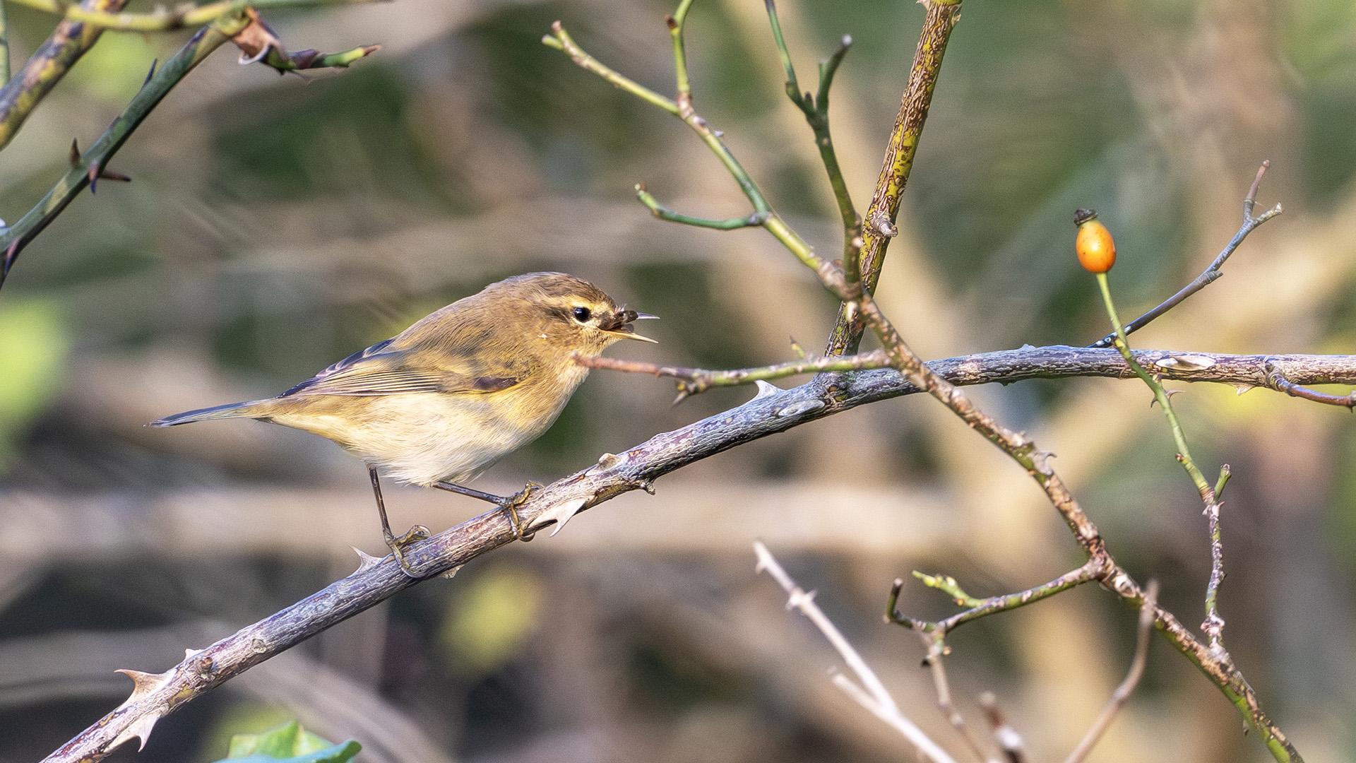 Common Chiffchaff